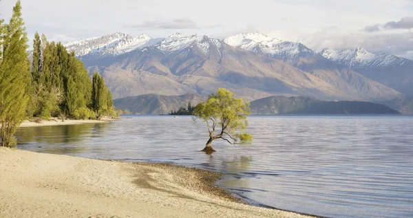 O Wanaka ağaç ve göl Wanaka kıyı, Roys Bay, Wanaka, Yeni Zelanda 