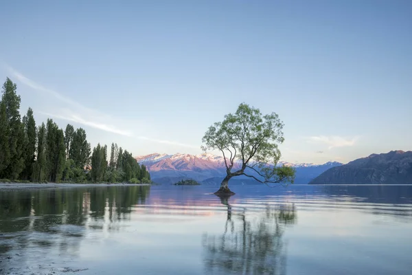 O Wanaka ağaç ve göl Wanaka kıyı, Roys Bay, Wanaka, Yeni Zelanda 