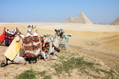 Deve ve piramit sanat gündüz, Giza, Mısır