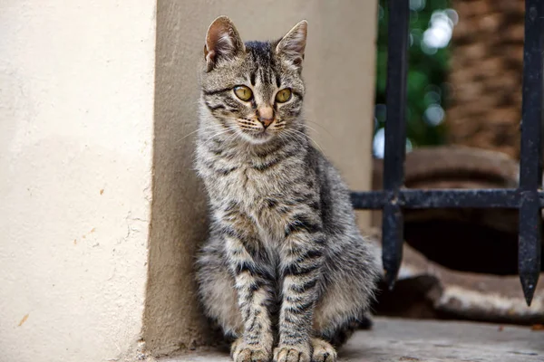 Närbild Söt Feral Katt Aten Grekland — Stockfoto