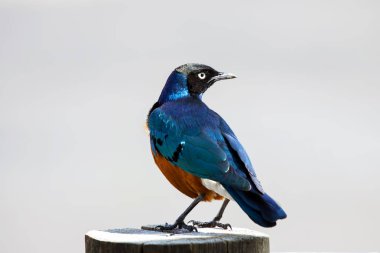 Süper Starling ayakta zeminde, Kenya