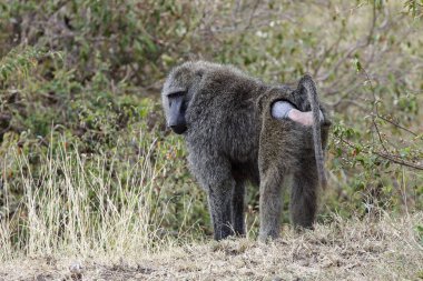 Büyük maymun gündüz vahşi doğada yürüyüş 