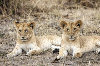 Vahşi doğada gündüz yatan aslan portre 