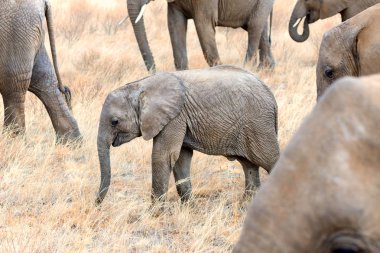 Gündüz, vahşi doğada şirin filler 