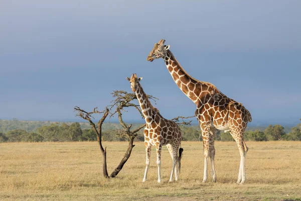 Gündüz, vahşi doğada sevimli zürafalar 