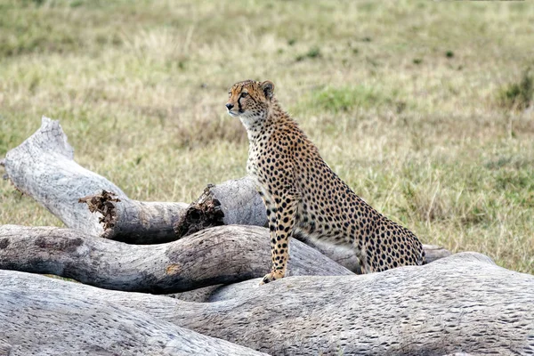 Cute Leopard Wild Nature Daytime — Stock Photo, Image