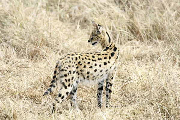 Lindo Leopardo Naturaleza Salvaje Durante Día — Foto de Stock