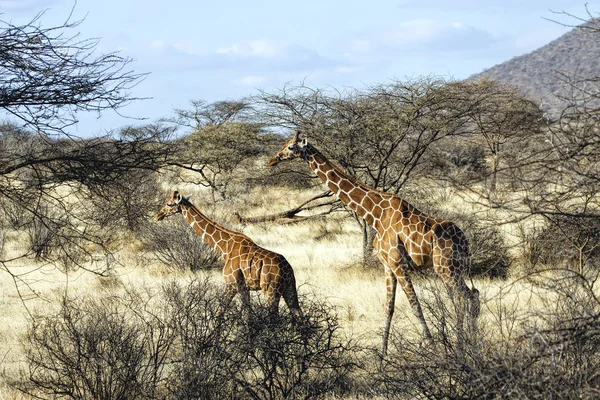 Cute giraffes in wild nature at daytime