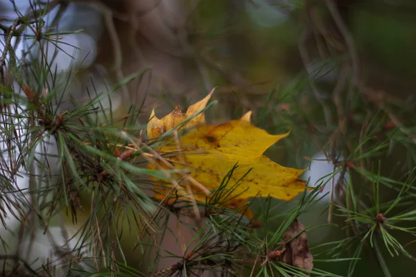 Çam dalında sarı akçaağaç yaprağı