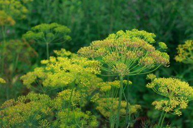 Anethum Graveolens (Anethum Graveolens), kendine özgü sarı şemsiyeye benzeyen çiçek başları ile canlı bir yakın plan dereotu. Dereotu bitkilerinin karmaşık yapısını vurgulayan yemyeşil yapraklar yumuşak, doğal bir zemin oluşturur..