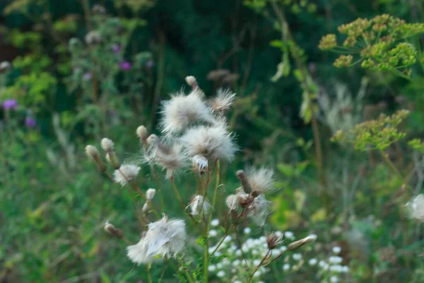 Yaz otlağında tüylü tohum başları olan vahşi devedikeni bitkilerinin yakın çekimi, doğal yumuşak arka plan.