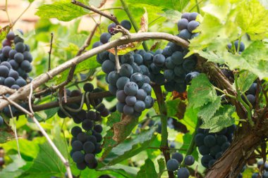 Bir asmanın yaprakları ve dalları arasında olgunlaşmış mavi üzümler