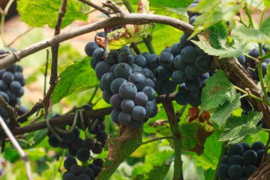 Bir asmanın yaprakları ve dalları arasında olgunlaşmış mavi üzümler