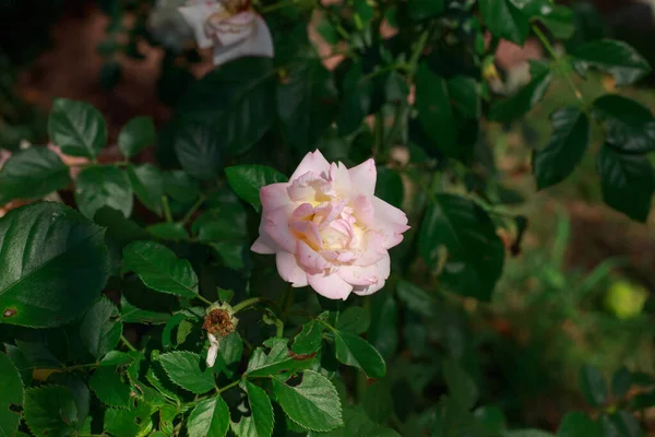 Yapraklarının üzerinde su damlacıkları olan birkaç narin, yumuşak pembe gülün yakın plan çekimi, arka planda yemyeşil yaprakları olan siyah metal bir çite tırmanıyor..