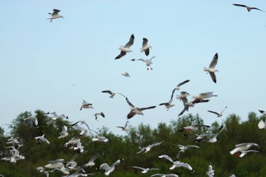 Mavi gökyüzünde uçan martıları sürüsü (bilim adıdır Yağmurkuşları Laridae). Seçici odak ve sığ derinlik-in tarla.