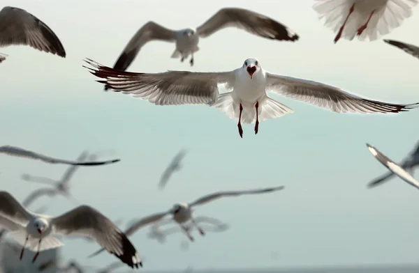 Gaivotas Voando Céu Nome Científico Charadriiformes Laridae Foco Seletivo Profundidade — Fotografia de Stock