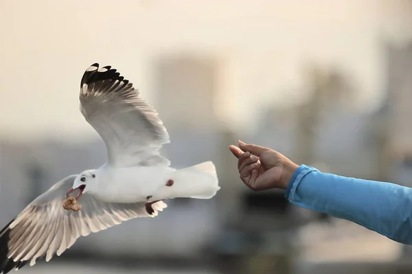 海鸥吃人的手上的食物 选择性聚焦与场浅景深 — 图库照片