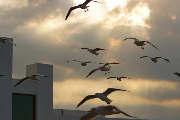 Flock Van Meeuwen Vliegen Twilight Hemel Tussen Zonsondergang Hoop Dierlijke — Stockfoto