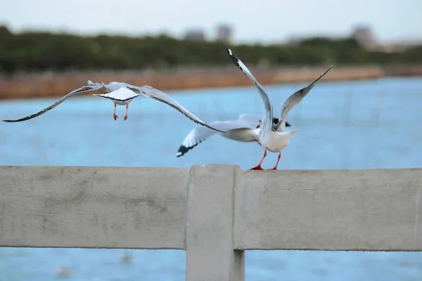 Rebanho Gaivotas Voando Céu Sobre Mar Nome Científico Charadriiformes Laridae — Fotografia de Stock