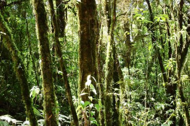 Güzel manzara doğa yeşil orman ağaçları