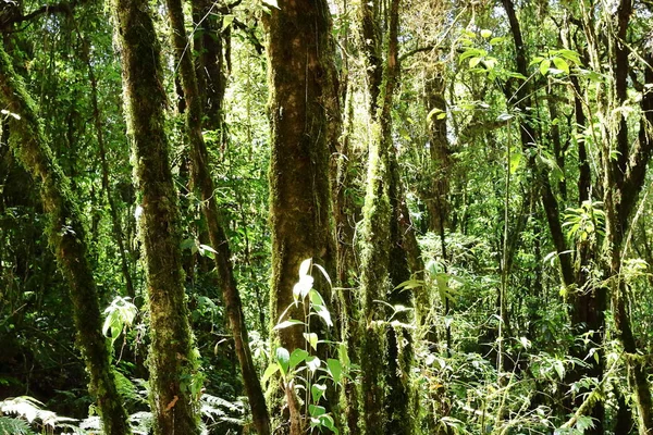 Güzel manzara doğa yeşil orman ağaçları