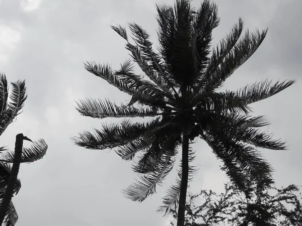 Кокосовая Пальма Дует Ветру Перед Сильным Ураганом Низкий Тонус Изображения — стоковое фото
