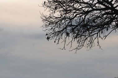 Ağacın dramatik gökyüzü ile siluetleri. Cadılar Bayramı kavramı.