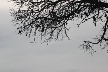 Ağacın dramatik gökyüzü ile siluetleri. Cadılar Bayramı kavramı.