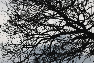 Ağacın dramatik gökyüzü ile siluetleri. Cadılar Bayramı kavramı.