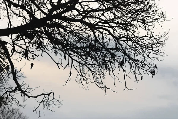 Σιλουέτες Των Υποκαταστημάτων Του Δέντρου Δραματικό Ουρανό Απόκριες Έννοια — Φωτογραφία Αρχείου