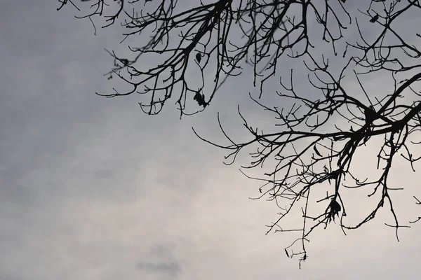 Silhuetas Ramos Árvore Com Céu Dramático Conceito Halloween — Fotografia de Stock