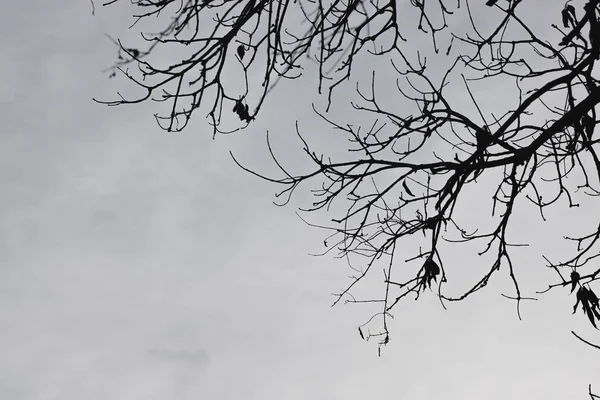 Silhuetas Ramos Árvore Com Céu Dramático Conceito Halloween — Fotografia de Stock