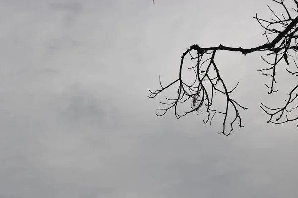 Silhouettes Branches Arbre Ciel Dramatique Concept Halloween — Photo