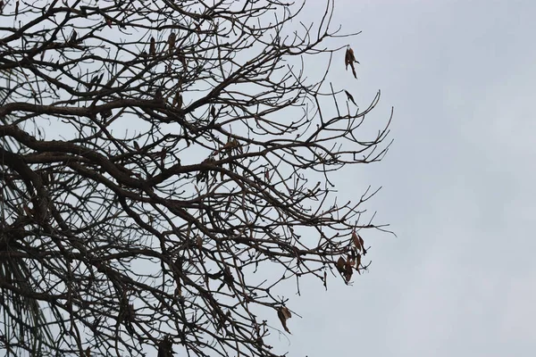 Ramos Nus Árvore Com Céu Dramático Conceito Halloween — Fotografia de Stock