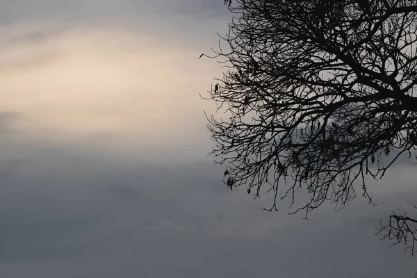 Silhuetas Ramos Árvore Com Céu Dramático Conceito Halloween — Fotografia de Stock