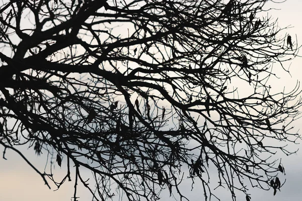 Siluetas Ramas Árbol Con Cielo Dramático Concepto Halloween — Foto de Stock