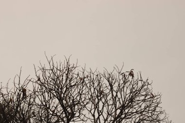 Ağacın dramatik gökyüzü ile siluetleri. Cadılar Bayramı kavramı.