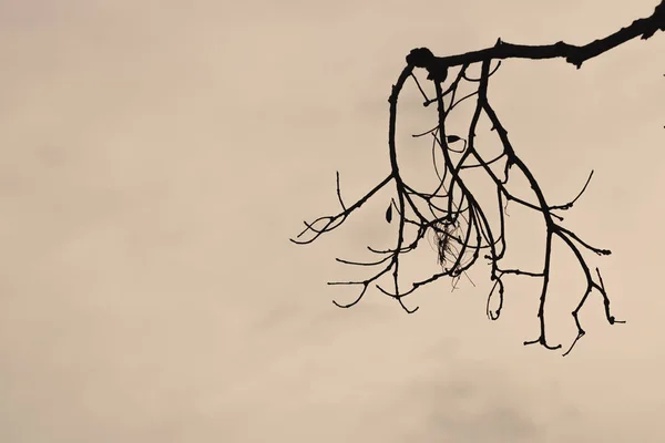 Silhouettes Branches Tree Dramatic Sky Halloween Concept — Stock Photo, Image