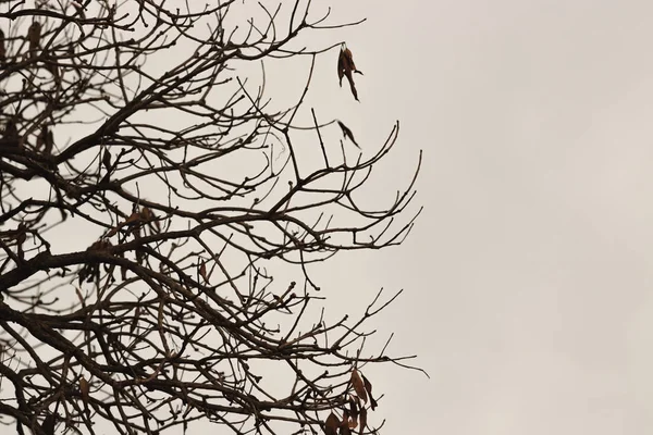 Bare Branches Tree Dramatic Sky Halloween Concept — Stock Photo, Image