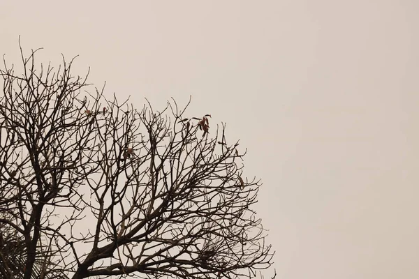 Γυμνά Κλαδιά Δέντρου Δραματικό Ουρανό Απόκριες Έννοια — Φωτογραφία Αρχείου