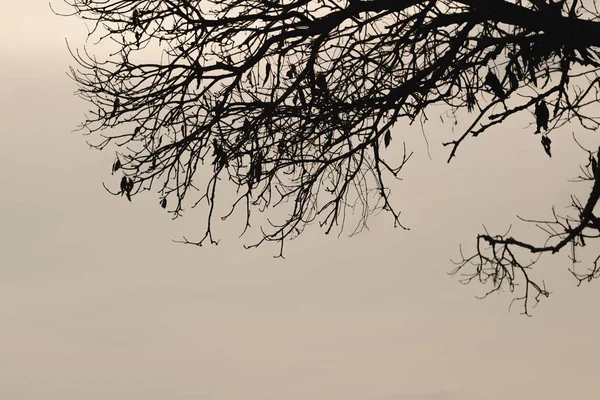 Silhuetas Ramos Árvore Com Céu Dramático Conceito Halloween — Fotografia de Stock