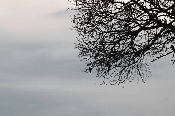 Silhuetas Ramos Árvore Com Céu Dramático Conceito Halloween — Fotografia de Stock