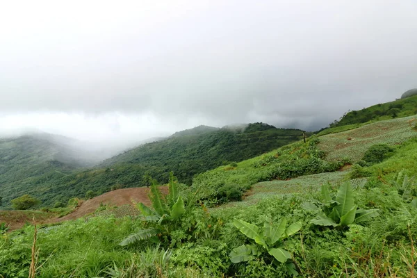 Montagna Tropicale Verde Con Fitta Nebbia Nelle Giornate Piovose — Foto Stock
