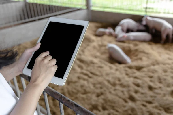 Hands of farmer using digital tablet in organic rural farm agricultural. Agriculture industry