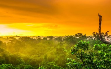 Sunset over the trees of the rain forest in Brazil clipart
