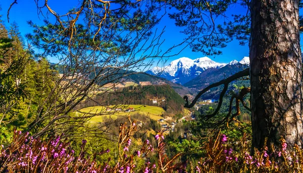 View Spring Landscape Blooming Flowers Bavarian Alps — Stock Photo, Image