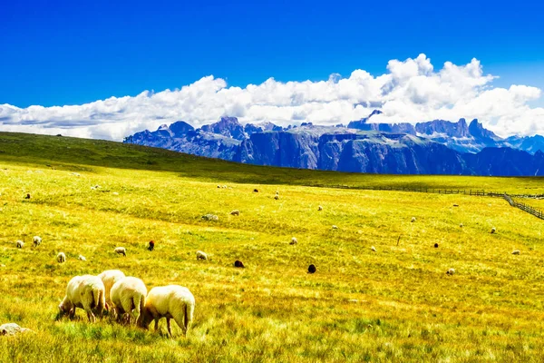 Vista Sobre Rebanho Ovelhas Prado Nas Montanhas Tirol Sul — Fotografia de Stock