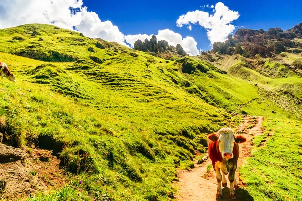 Переглянути Корови Зелений Луці Горах Регіоні Південний Тироль — стокове фото