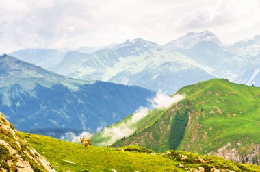 Arlberg Avusturya tarafından dağlarda dağ keçisi grup üzerinde göster