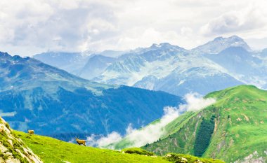 Arlberg Avusturya tarafından dağlarda dağ keçisi grup üzerinde göster